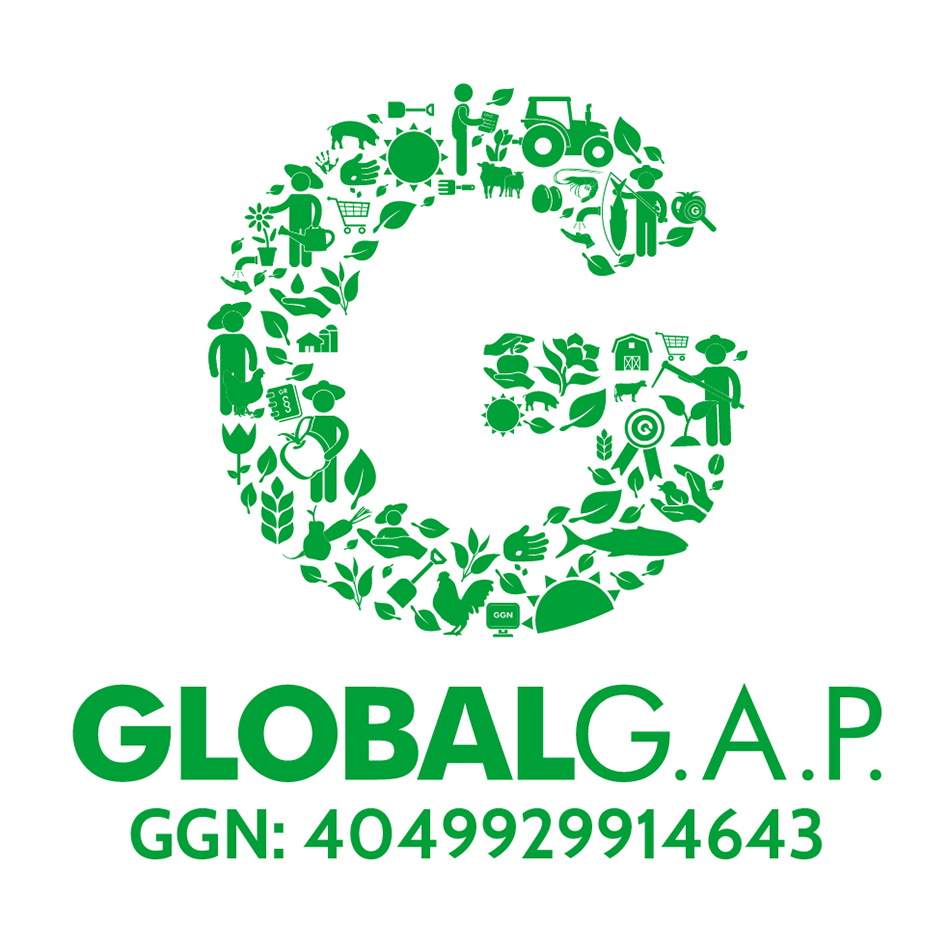 globalg.a.p. satmoreneta